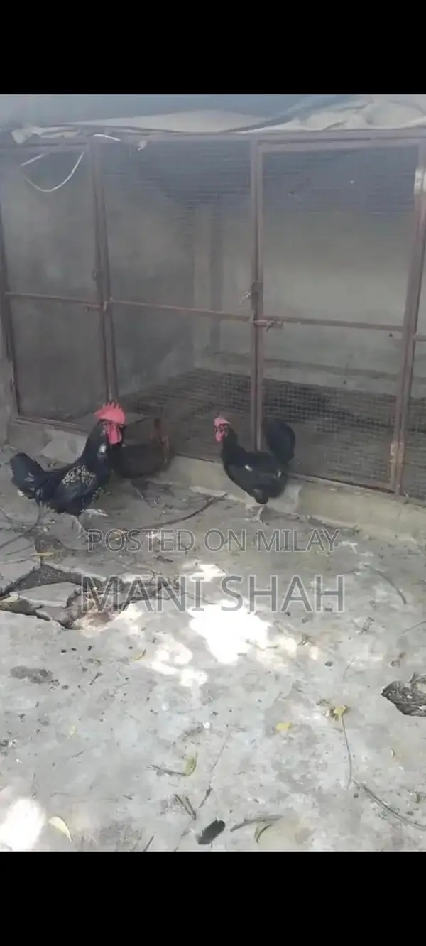 Pure Desi Hens - Healthy Local Breed Chickens for Farm or Backyard