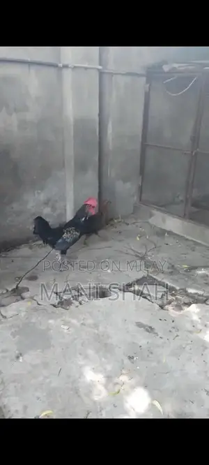 Pure Desi Hens - Healthy Local Breed Chickens for Farm or Backyard