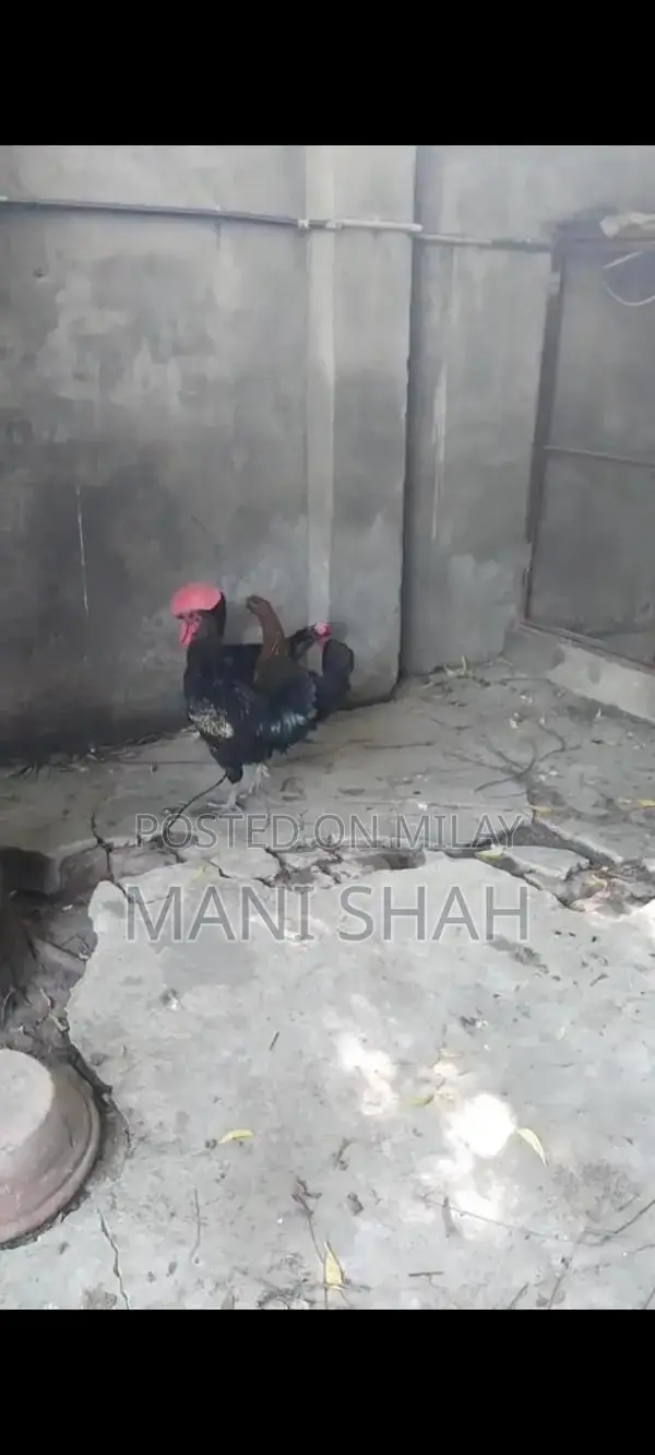 Pure Desi Hens - Healthy Local Breed Chickens for Farm or Backyard