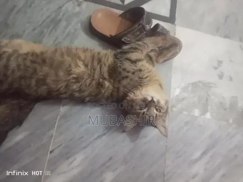 Purebred Persian Cat - Young Feline Companion