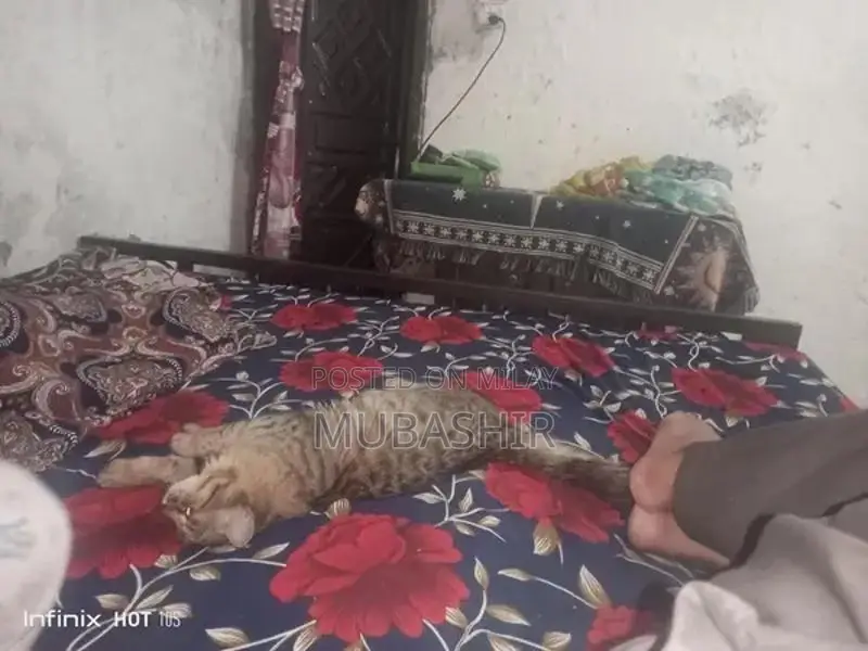 Purebred Persian Cat - Young Feline Companion