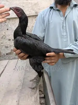 High-Quality Mature Aseel Pathiya Bird for Sale