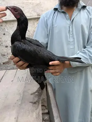 High-Quality Mature Aseel Pathiya Bird for Sale