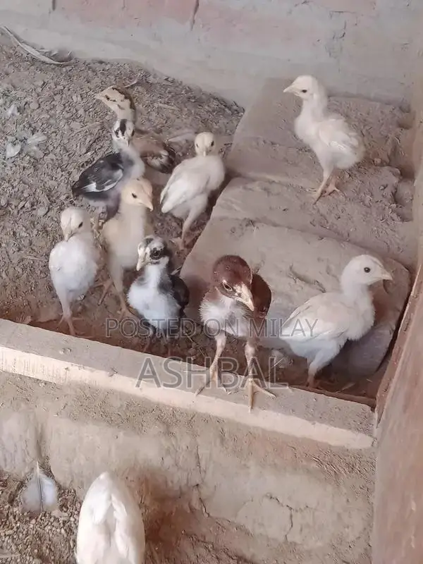 Healthy Active Aseel Chicks for Poultry Farming
