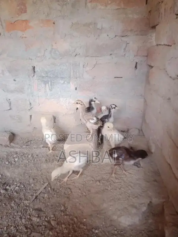 Healthy Active Aseel Chicks for Poultry Farming