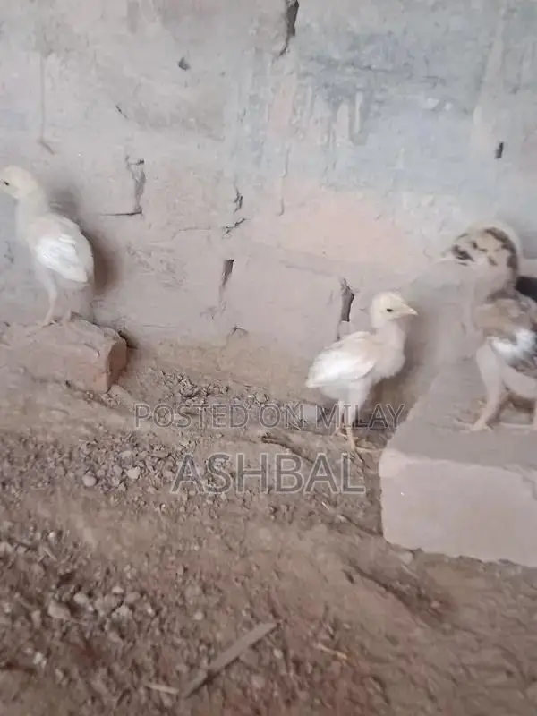 Healthy Active Aseel Chicks for Poultry Farming