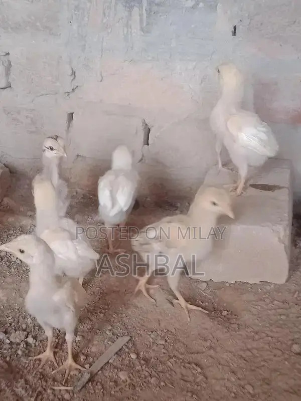 Healthy Active Aseel Chicks for Poultry Farming