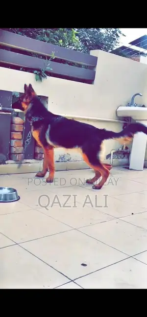 Photo - German Shepherd Puppy - High-Quality Show Line Breed