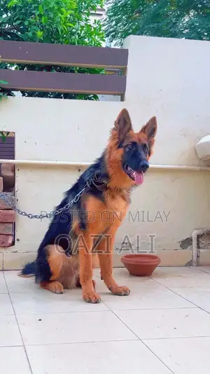 German Shepherd Puppy - High-Quality Show Line Breed
