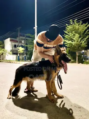 German Shepherd Puppy - High-Quality Show Line Breed