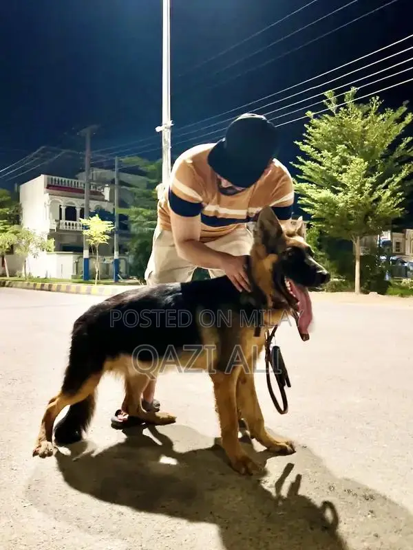 German Shepherd Puppy - High-Quality Show Line Breed