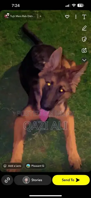 German Shepherd Puppy - High-Quality Show Line Breed