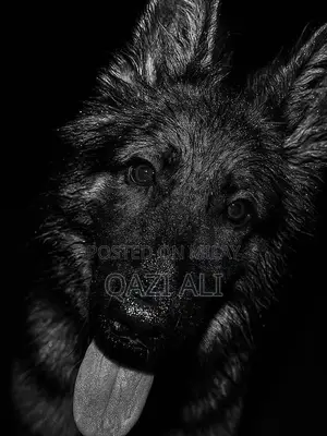 German Shepherd Puppy - High-Quality Show Line Breed