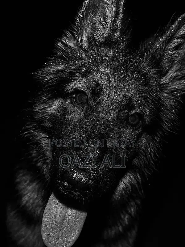 German Shepherd Puppy - High-Quality Show Line Breed