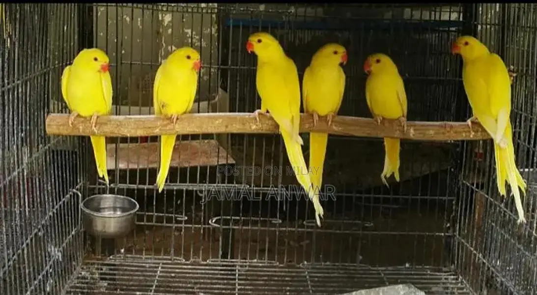 Young Male Yellow and Green Ringneck Parrot