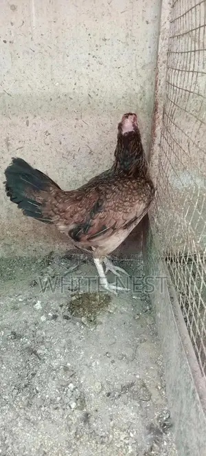 Pure Desi Aseel Chickens - Egg-Laying and Meat Breed Poultry