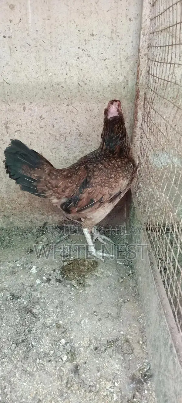 Pure Desi Aseel Chickens - Egg-Laying and Meat Breed Poultry