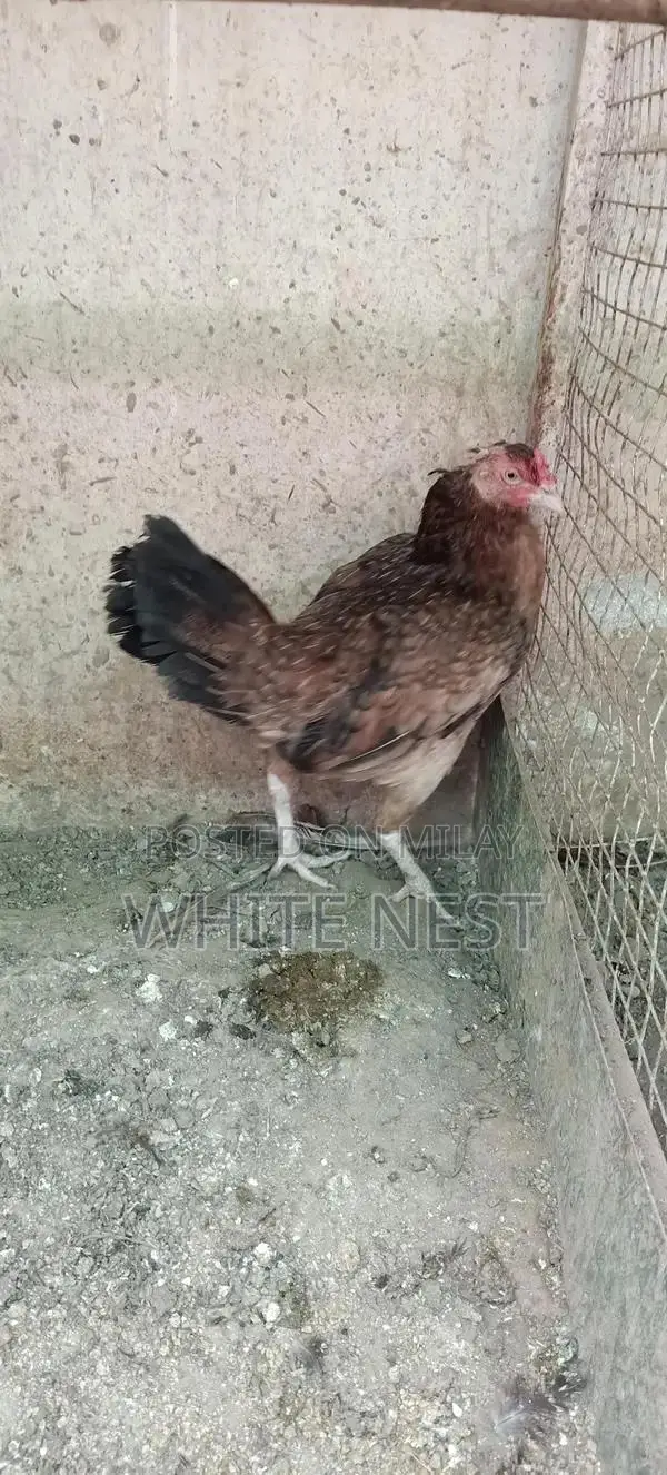 Pure Desi Aseel Chickens - Egg-Laying and Meat Breed Poultry