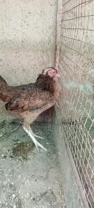 Pure Desi Aseel Chickens - Egg-Laying and Meat Breed Poultry