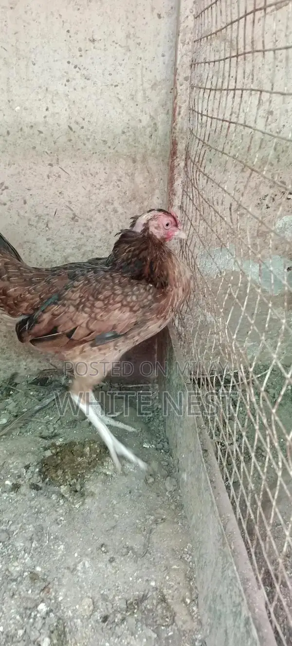 Pure Desi Aseel Chickens - Egg-Laying and Meat Breed Poultry