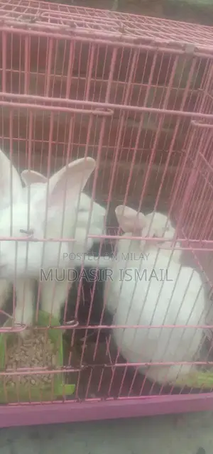 New Zealand White Rabbits - Healthy Breeding Pair