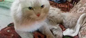 Photo - Breeder Male Cat - Litter Trained, Light Brown