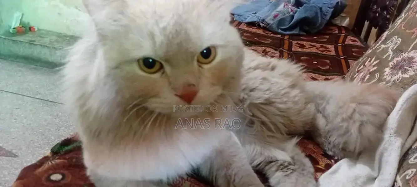 Breeder Male Cat - Litter Trained, Light Brown