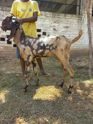 High-Quality Goats and Sheep for Sale - Farm-Raised Livestock