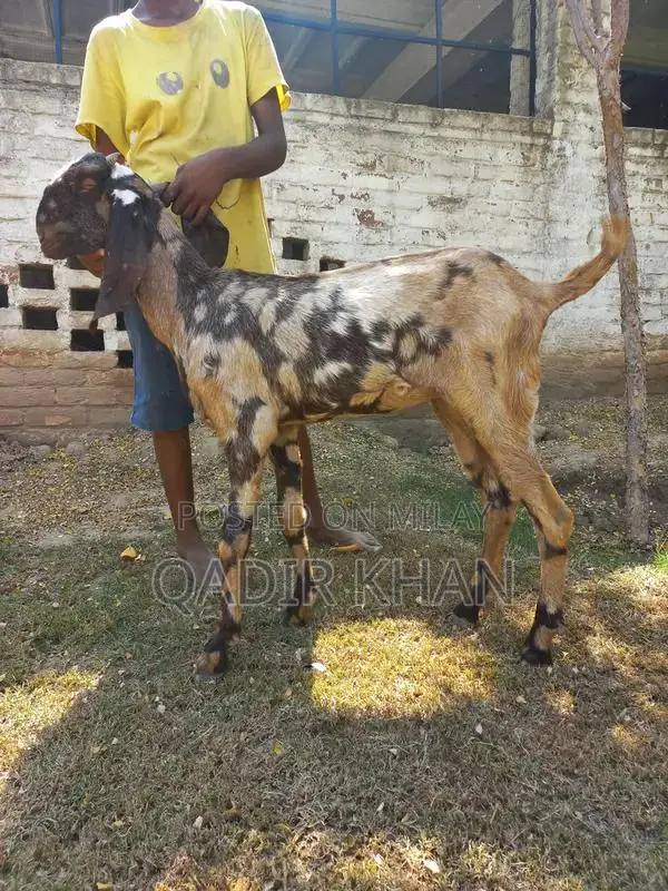 High-Quality Goats and Sheep for Sale - Farm-Raised Livestock