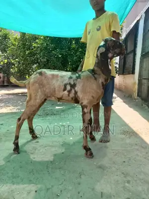 High-Quality Goats and Sheep for Sale - Farm-Raised Livestock