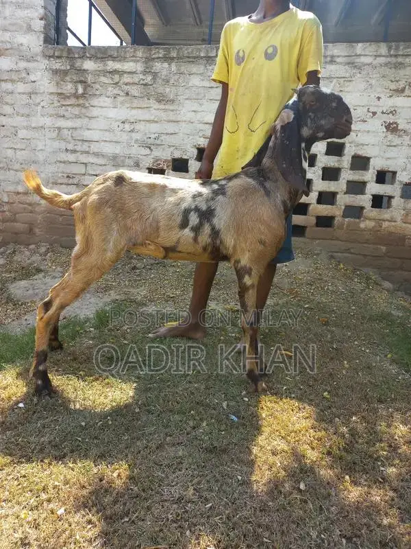 High-Quality Goats and Sheep for Sale - Farm-Raised Livestock