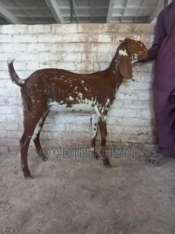 High-Quality Goats and Sheep for Sale - Farm-Raised Livestock