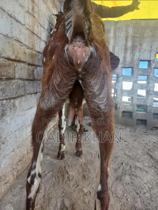 High-Quality Goats and Sheep for Sale - Farm-Raised Livestock