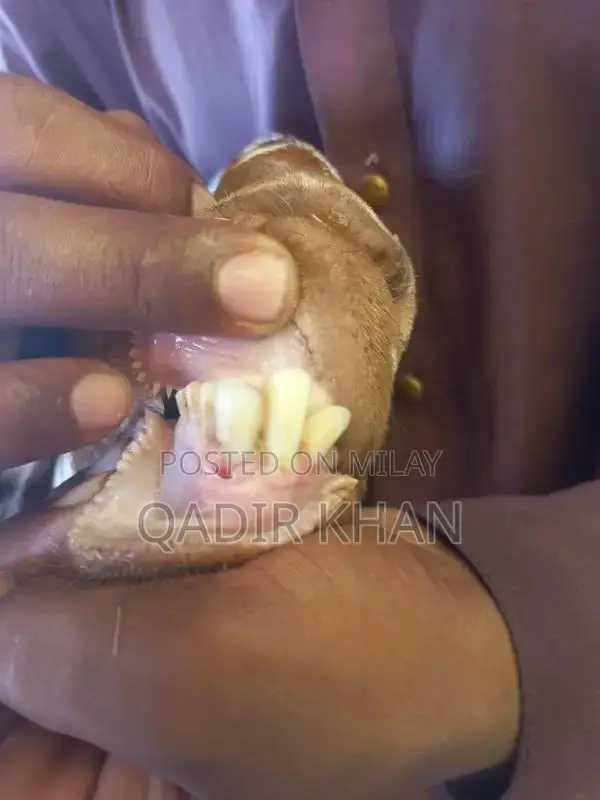 High-Quality Goats and Sheep for Sale - Farm-Raised Livestock