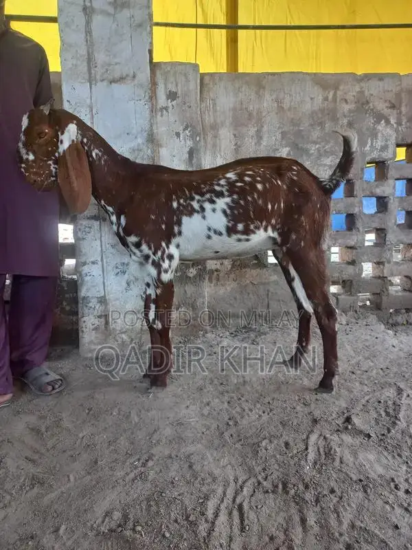 High-Quality Goats and Sheep for Sale - Farm-Raised Livestock