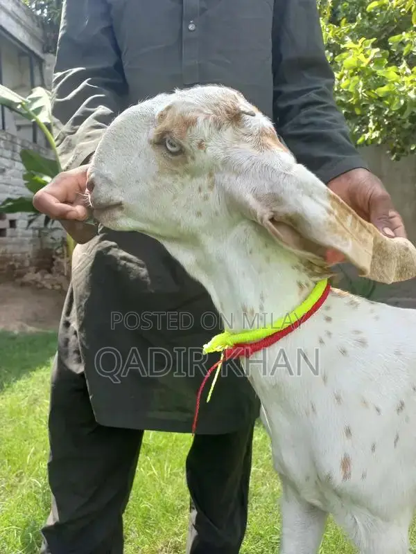 High-Quality Goats and Sheep for Sale - Farm-Raised Livestock