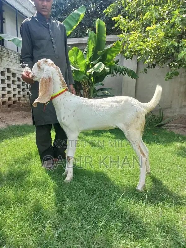 High-Quality Goats and Sheep for Sale - Farm-Raised Livestock