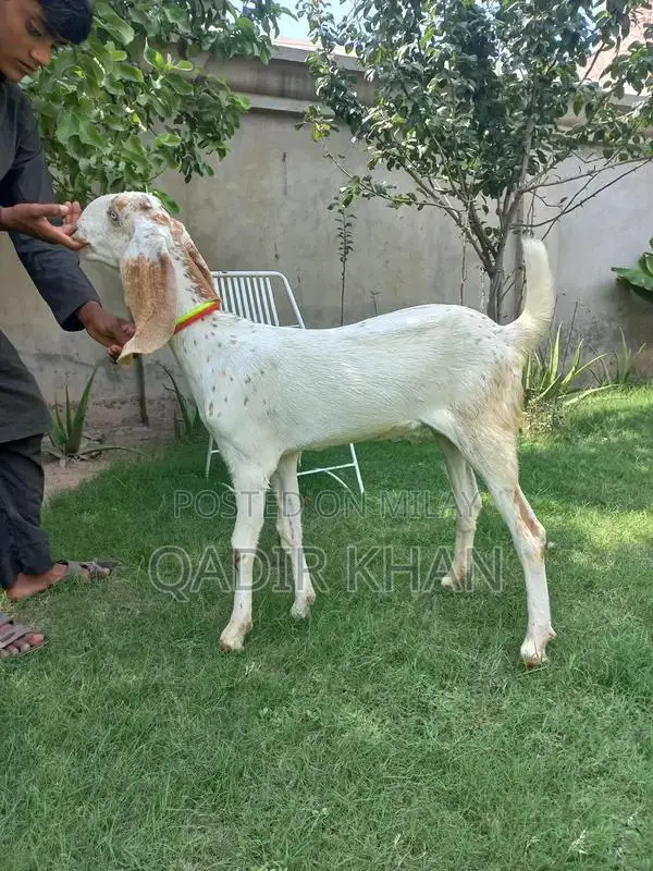 High-Quality Goats and Sheep for Sale - Farm-Raised Livestock