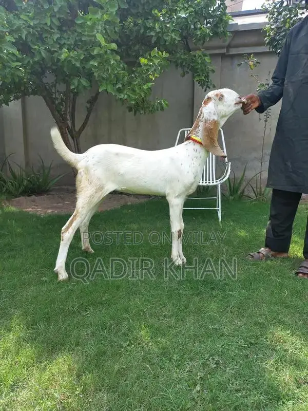 High-Quality Goats and Sheep for Sale - Farm-Raised Livestock