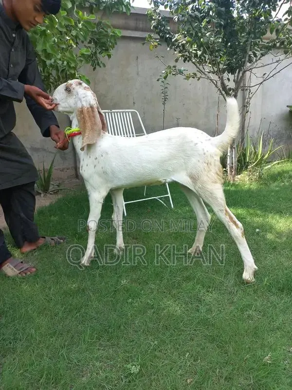 High-Quality Goats and Sheep for Sale - Farm-Raised Livestock