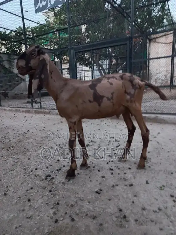 High-Quality Goats and Sheep for Sale - Farm-Raised Livestock