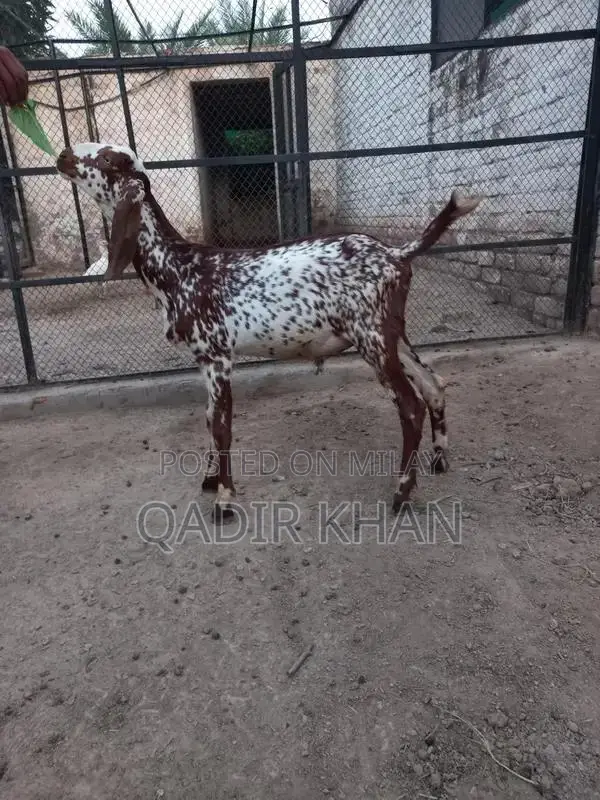 High-Quality Goats and Sheep for Sale - Farm-Raised Livestock