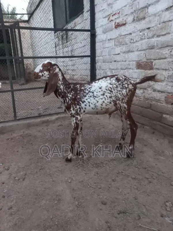 High-Quality Goats and Sheep for Sale - Farm-Raised Livestock