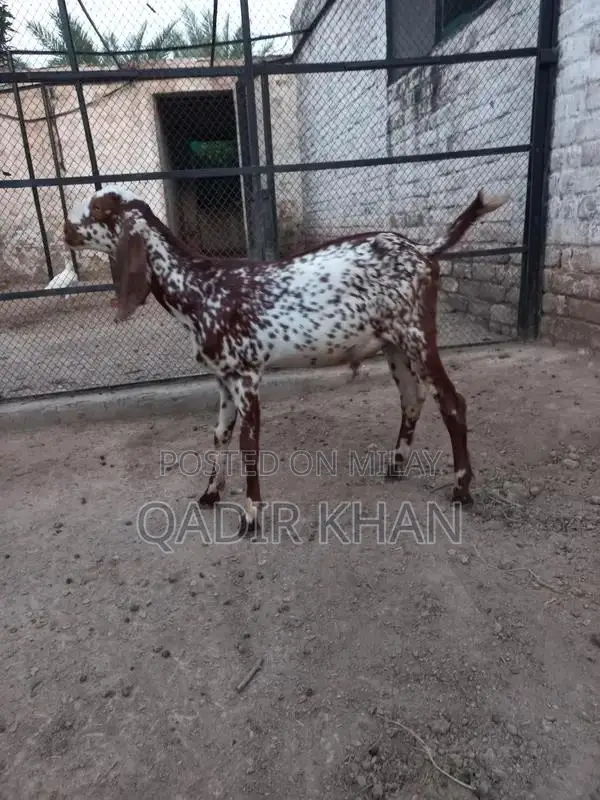 High-Quality Goats and Sheep for Sale - Farm-Raised Livestock