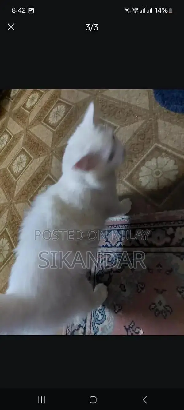 Cotid Feline Companion: Adorable Cat Plush Companion