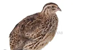 Healthy Live Rodent Group - One Male and Three Female Specimens