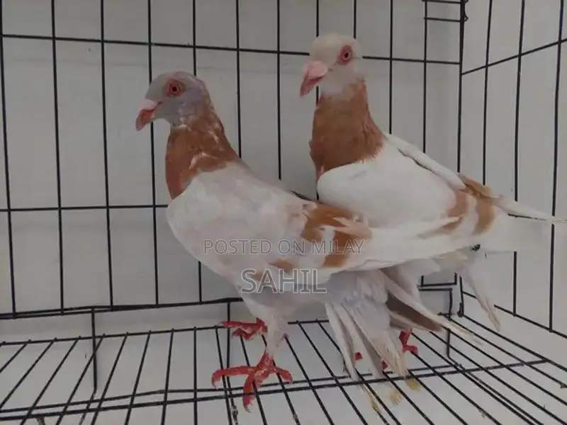 Breeder Pair of Small Exotic Pets