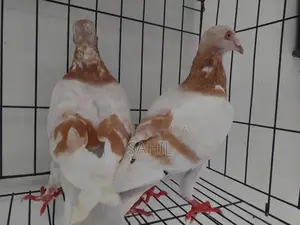 Breeder Pair of Small Exotic Pets