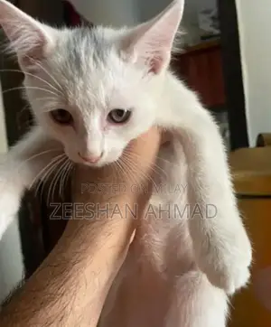 Photo - Persian Kitten - Adorable Purebred Companion