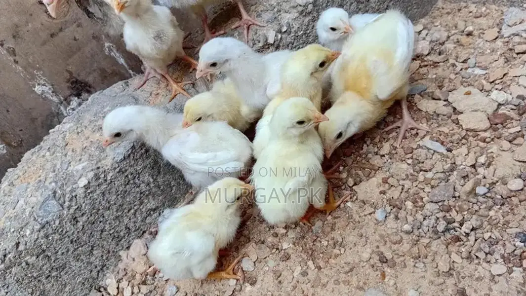 Pure Paper White Chicks - Healthy Breeding Stock